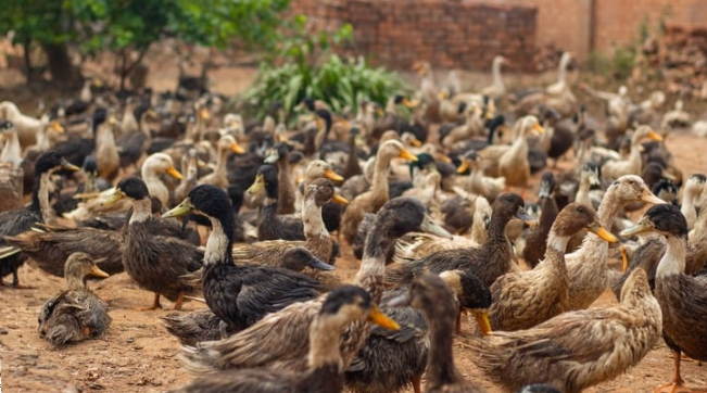 Le Complexe - RSE Ferme volaille